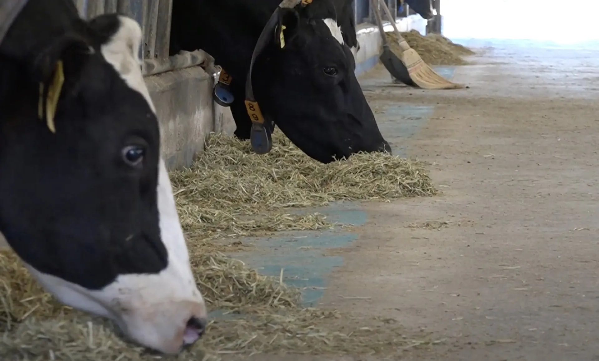 Dairy cattle at the BG Organik farm