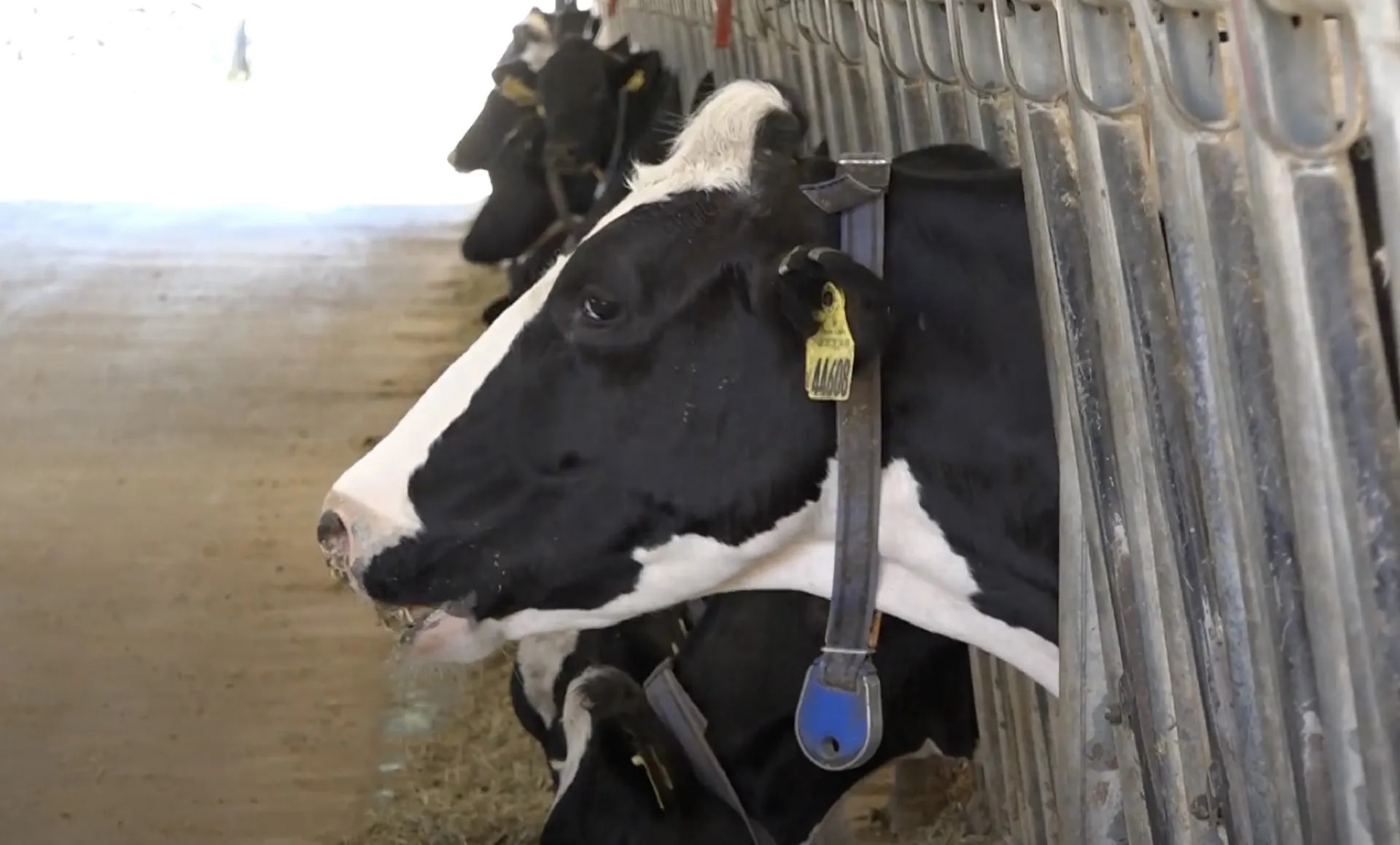 Holstein dairy cattle at the BG Organik farm