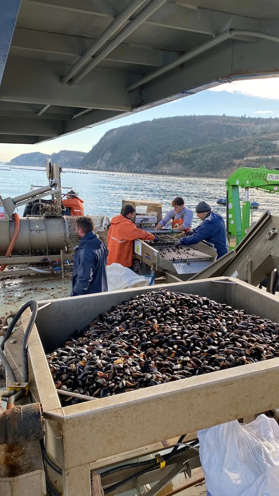 Sorting line and fresh mussel bin on the harvest vessel