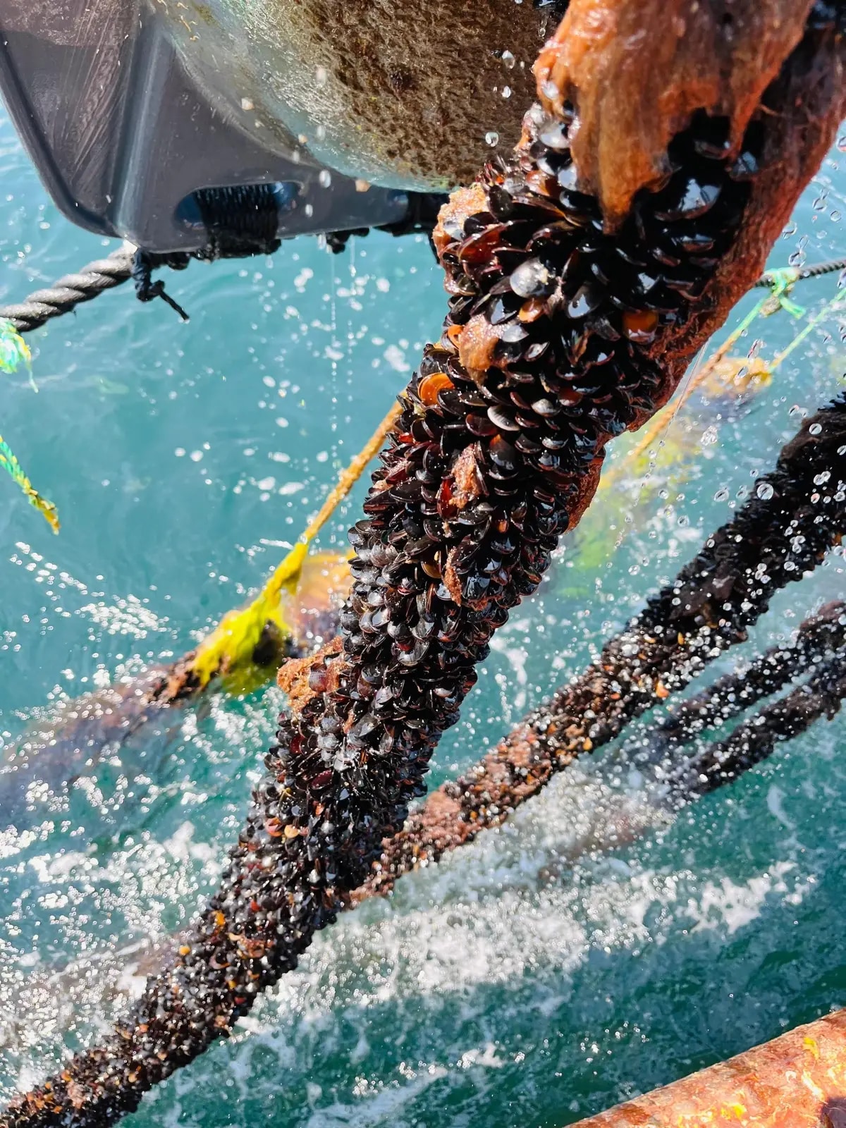 Mussels harvested from a longline rope