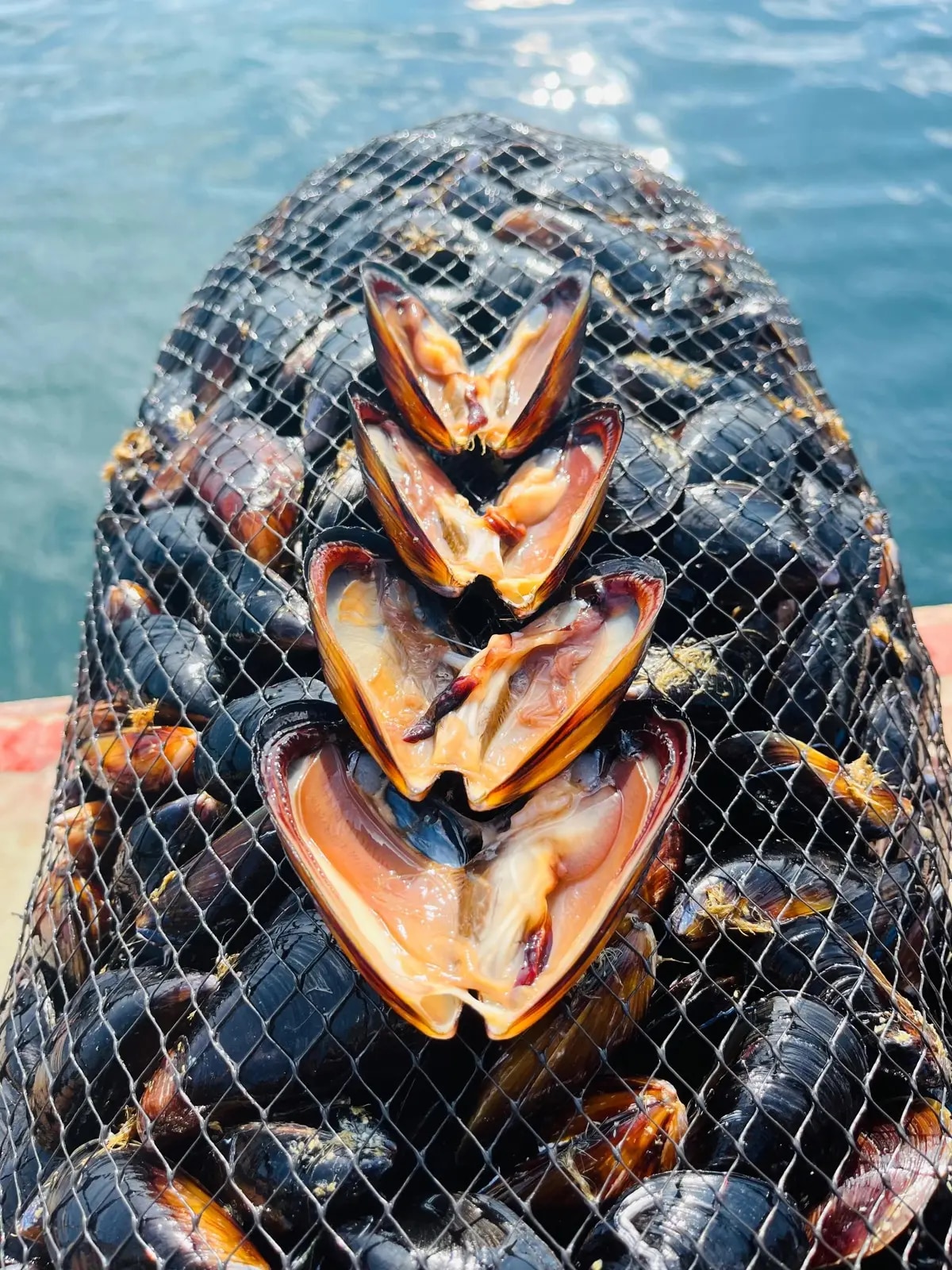 Open mussels and freshly harvested catch in a net bag